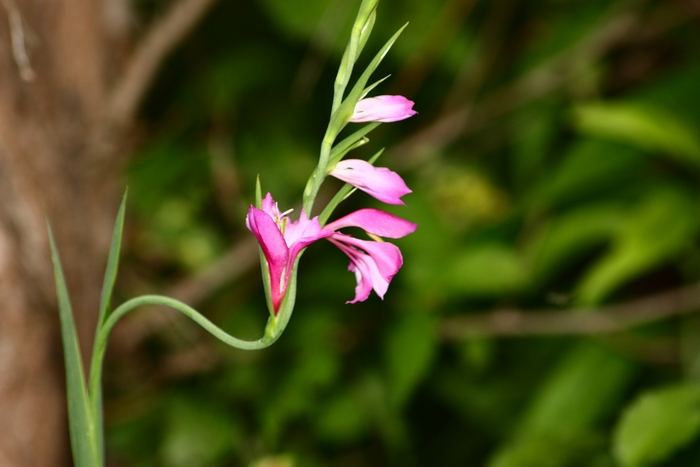 Gladiolus cfr.  italicus
